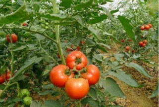 番茄滴灌種植方案