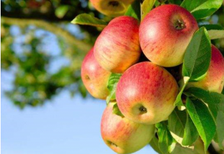 蘋果灌溉施肥方案