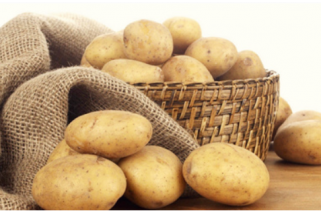 馬鈴薯作物種植方案