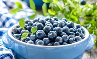 幹貨 | 藍莓栽培技術分享
