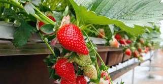 草莓種植水肥管理方案